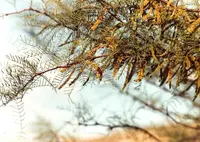algarrobo (Prosopis chilensis) plant