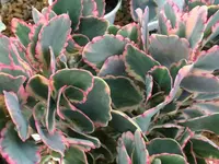 Variegated Kalanchoe