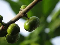 clustertree