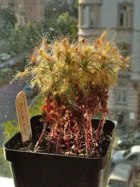 shaggy sundew