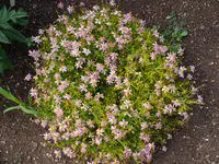 pink tickseed