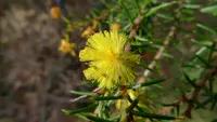 Hooked Wattle (Acacia echinula) plant