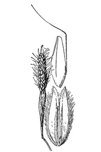 Pacific foxtail