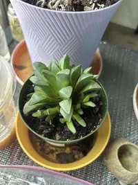 Ruens Haworthia photo by a Botan App user