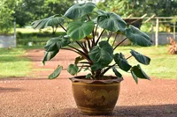 Homalomena rubescens (Homalomena rubescens) plant