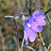 blueflower butterwort