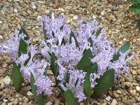 Dotted Viooltjie (Lachenalia punctata) plant