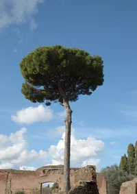 Maritime Pine (Pinus pinaster) plant