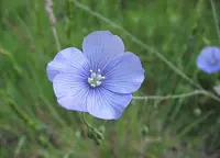 flax Soil Guide