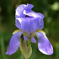 sweet iris