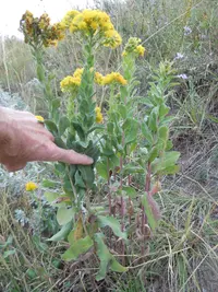 stiff-leaved goldenrod (Solidago rigida) plant