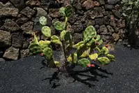 Opuntia quimilo (Opuntia quimilo) plant