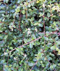 rockspray cotoneaster