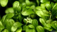 Glossostigma elatinoides leaves