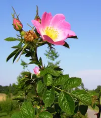 Sweet-briar