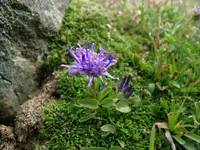 Rosette-leaved Rampion (Phyteuma globulariifolium) plant