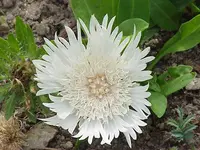 Stokes' aster (Stokesia laevis) plant