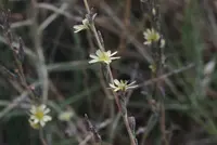 willowleaf lettuce