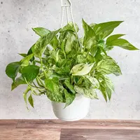 Epipremnum aureum 'Marble Queen' in the pot