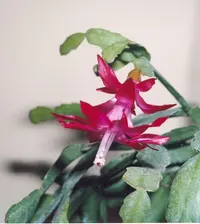 Schlumbergera × buckleyi
