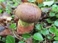 Butyriboletus brunneus