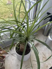 Ponytail Palm photo by a Botan App user