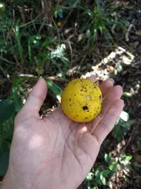 Heen naran (Citrus × aurantium f. deliciosa) plant