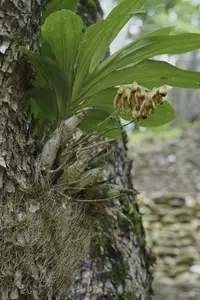 intact catasetum