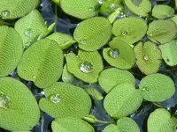 Salvinia minima in water