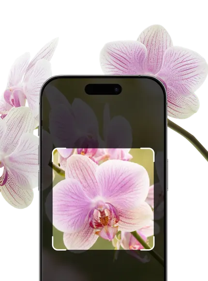 Orchid Identification – Hero Mobile