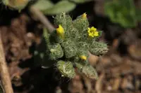 Alyssum minutum