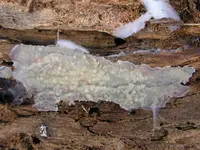 Crustoderma corneum