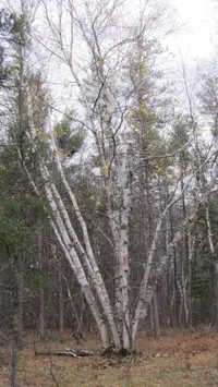 white birch (Betula papyrifera) plant
