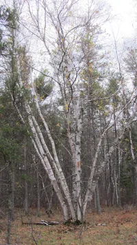 white birch