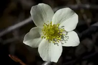 smallflowered anemone (Anemone parviflora) plant
