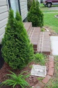 Eastern Arborvitae (Thuja occidentalis 'Smaragd') plant