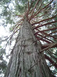 California Incense-cedar