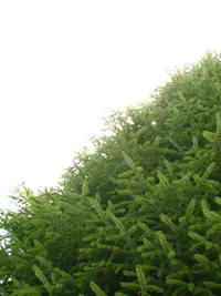 Mount Morrison Spruce