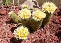 Coryphantha erecta