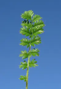 sheep's burr (Acaena × ovina) plant