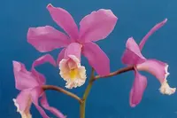 Harrison's Cattleya