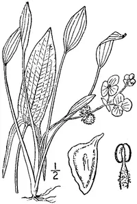Sessile-fruited Arrowhead (Sagittaria rigida) plant