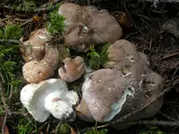 Sheep Polypore