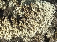 arctoparmelia lichen (Arctoparmelia incurva) plant