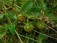 currant tomato