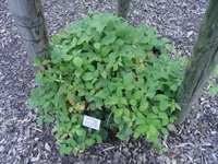 Sprengel's Bramble (Rubus sprengelii) plant