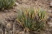 Schott's century plant (Agave schottii) plant