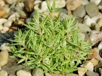 Needle Stonecrop (Sedum lineare) plant