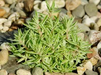 Needle Stonecrop