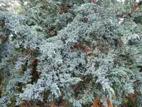 Flaky Juniper (Juniperus squamata) plant